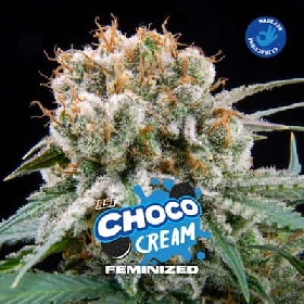 Choco Cream > BSF Seeds